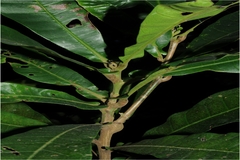 Semecarpus auriculata